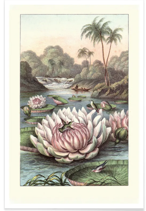 Affiche Water Lily - Juniqe